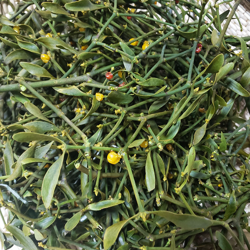 冬青子的功效与作用