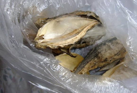 揭秘天浆壳的功效与作用:原来对身体有这么多好处!